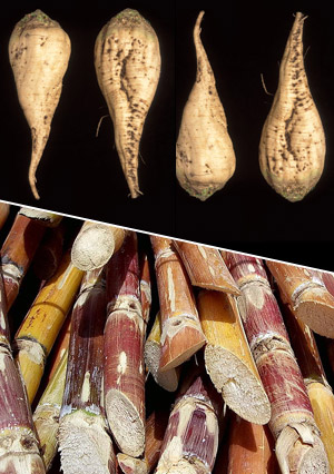 tanaman air tebu dan sugar beet